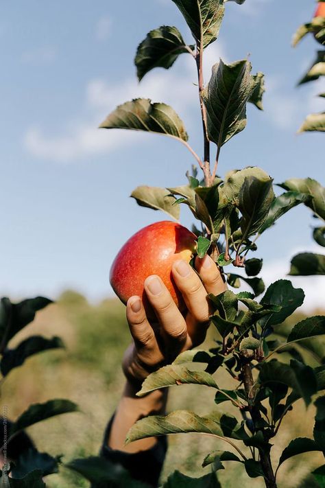 apple being picked off a tree | hannah criswell for stocksy Fruit Delivery, Lake Chelan, Apple Gifts, Gala Apples, Apple Varieties, Fruit Picking, Honeycrisp Apples, Fruit Box, All Fruits