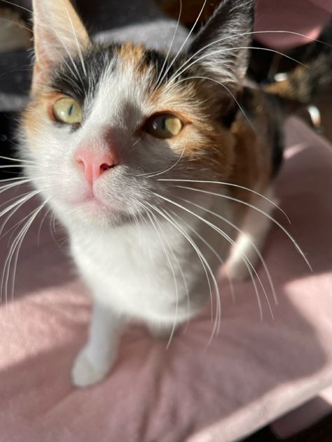 cute calico cat calico kitten cute calico kitten cute cat cute kitten mango the cat Calico Cats, Calico Cat Shorthair, Calico Cat Pfp, Cute Calico Cat, Cat Calico, Calico Kittens, Kitten Cute, Dream's Cat, Calico Kitten