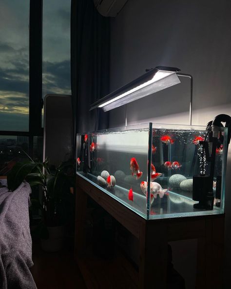 Beta Fish Aquascape, Minimalist Fish Tank, Fish Tank Set Up, Aesthetic Fish Tank Ideas, Discus Tank, Aquascape Ideas, Tech Tattoo, Goldfish Aquarium, Goldfish Tank