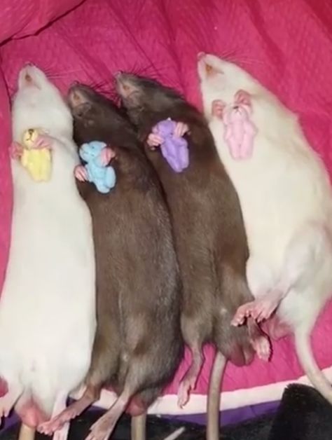 Rats Cute, Rattus Rattus, Baby Rats, Funny Rats, Cute Rats, Funny Animal Photos, Pretty Animals, Cute Animals Images, Pet Rats