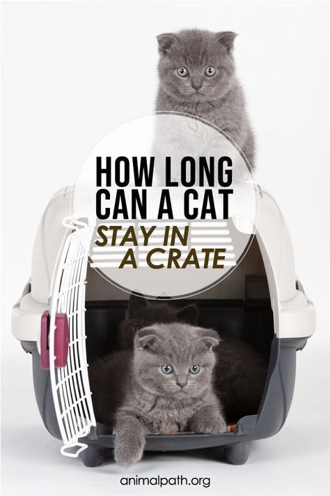 Nature, Cat Crate Ideas, Cat Skin Problems, Training A Kitten, Animal Tips, Cat Medicine, Moving Hacks, Pet Diy, Cat Crate