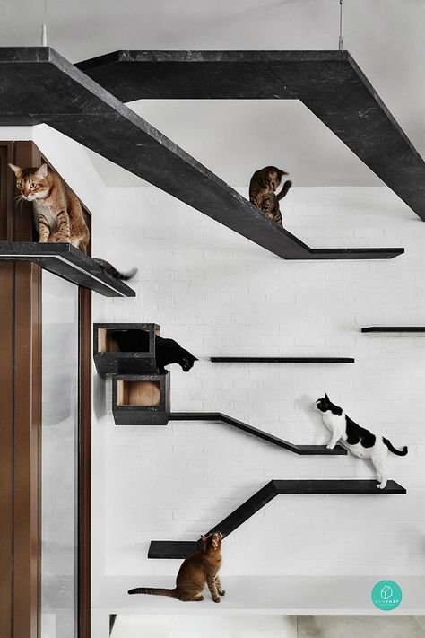 Renovation Journey: A Cat-Proof Abode Indoor Cat Room Ideas, Cat Room Ideas, Cat Walkway, Katt Diy, Cat Climbing Wall, Cat Furniture Design, Katt Grejer, Cat Patio, Cat Hotel