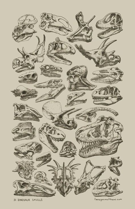 Scientific Drawing, Skulls And Bones, Dinosaur Tattoos, Paleo Art, Symbol Tattoos, Dinosaur Art, Scientific Illustration, Wallpaper Vintage, Prehistoric Animals