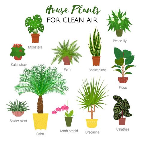 Did you know there can be up to 5x more pollutants in your home than outdoors? Houseplants naturally clean the air and some are better than others for ensuring you don’t get headaches, sore throats, breathing issues and other allergy symptoms. Here’s a few of our favorite (and easiest-to-care-for) house plants for green & clean air at home. #yournaturalhealthcare #healthylifestyle #naturallyclean Japanese Indoor Plants, Plants In Planters, Japanese Plants, Moth Orchid, Potted Houseplants, Best Indoor Plants, Evergreen Plants, Spider Plants, Plant Mom