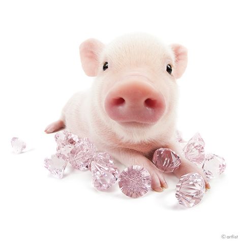 Artlist Collection THE PIG — March 2014 Silly Animal Pictures, Pig Png, Cute Piglets, Goofy Dog, Mini Pigs, Dog Icon, Cute Tumblr Wallpaper, Cute Piggies, Baby Pigs