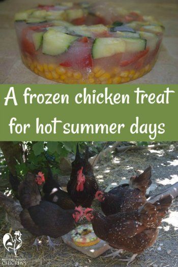 Treats For Chickens In Summer, Frozen Chicken Treats, Chicken Play Area, Chicken Treats For Summer, Pallet Chicken Run, Chicken Coop Inside, Treats For Chickens, Chicken Mama, Portable Chicken Coop