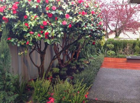 Training Camellia into a small tree Camellia Tree, Camellia Plant, Gravel Landscaping, Stone Landscaping, Estate Garden, Fence Landscaping, Flower Landscape, Bonsai Garden, Ideas Pictures