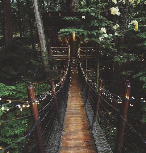 Suspension Bridge, Vancouver, Bridge, Forest, Instagram