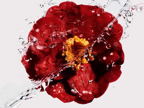 What does Gabrielle Chanel’s favourite camellia flower have to do with anti-ageing? - CNA Lifestyle Chanel Lip, Chanel Flower, Chanel Fragrance, Parfum Chanel, Chanel Camellia, Camellia Oil, Gabrielle Chanel, Camellia Flower, Chanel Beauty