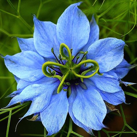 Nigella 'Love in the Mist' Mist Flower, Love In The Mist, Fern Flower, Blue Fern, Blue And Purple Flowers, Garden Bulbs, Fern Plant, Flower Therapy, Rare Flowers