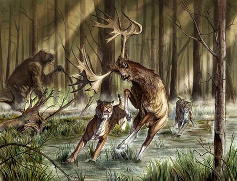 An article summarizing the mega fauna that lived in North America during the Pleistocene, an artist’s rendition of a Stag Moose being hunted by Sabertooth cats. Permaculture, Nature, American Cheetah, Pleistocene Animals, Early Mammals, Mega Fauna, Horse Species, Cenozoic Animals, Short Faced Bear