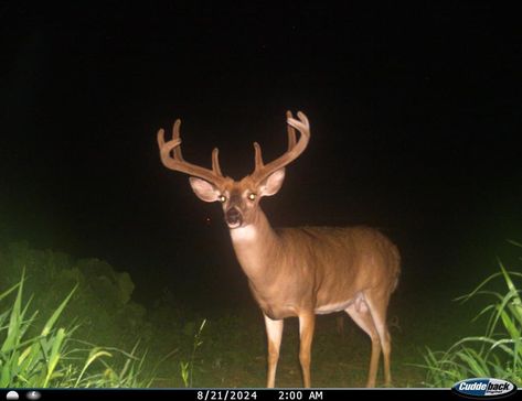 Deer Aesthetic, Looking Into The Distance, Deer With Antlers, Deer Antlers, Antlers, Deer, Animals, Art