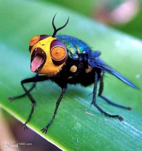 Macro Photography Examples and Tips (15) Weird Insects, Wing Butterfly, Regard Animal, Cool Insects, Cool Bugs, Beautiful Bugs, Creepy Crawlies, A Bug, Bugs And Insects