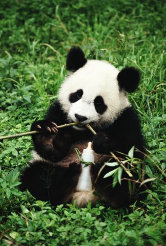 Panda Eating Bamboo, Panda Eating, Living In China, New Relationship, Giant Panda, Baby Panda, White Bear, Wildlife Animals, Milk Bottle