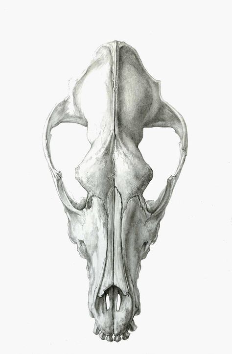 Dog Skull. Dorsal View by strixxx Dog Skull Drawing, Animal Skull Drawing, Canine Skull, Tatoo Dog, Coyote Skull, Fox Skull, Dog Skull, Skull Reference, Wolf Skull