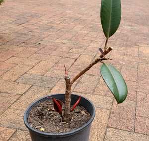 Rubber Plant Indoor, Rubber Tree Plant, Air Layering, Tree Stem, Tropical House Plants, Plant Indoor, Fiddle Leaf Fig Tree, Rubber Plant, Inside Plants