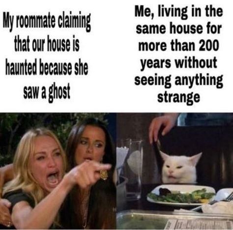 Roommate Meme, Spicy Images, Cheezburger Cat, Good Times Roll, Meme Funny, Silly Cats, Funny Meme, How To Do Yoga, Best Memes