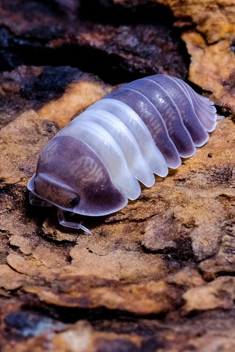 Panda King Isopod, Bug Reference, Pill Bugs, Rollie Pollie, Weird Sea Creatures, Rolly Polly, Millipedes, Pill Bug, Baby Bug