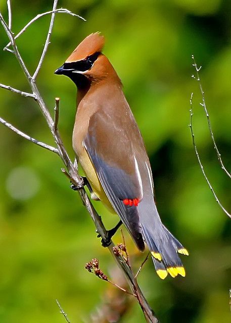 cedar waxwing This is one of my favorite feathered friends. Had an entire flock of these visit our home. A gorgeous specimen ! Waxwing Bird, Cedar Waxwing, Airbrush Art, Nature Birds, Backyard Birds, All Birds, Bird Pictures, Exotic Birds, Pretty Birds