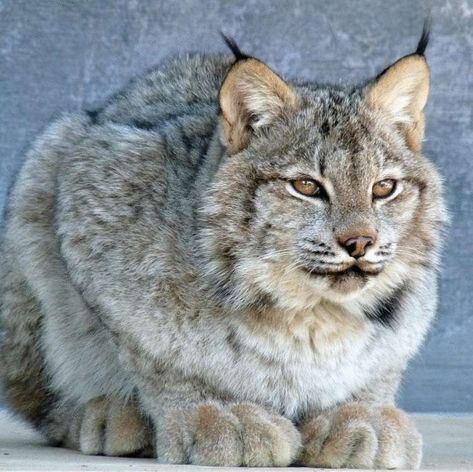 The Canadian lynx is a true miracle of nature. Judge for yourself: this animal is twice as miniature as an ordinary lynx, while it has a huge amount of soft fluffy fur in which you want to drown. But the most remarkable feature of the Canadian lynx is its disproportionately massive and wide paws, which are so convenient to walk on deep snow. Well, just a winter fairy tale, not a pet! Big Cats, Lynx, Canada Lynx, Animale Rare, Animal Sketches, Cat Aesthetic, Wildlife Animals, Animal Photo, Wild Cats