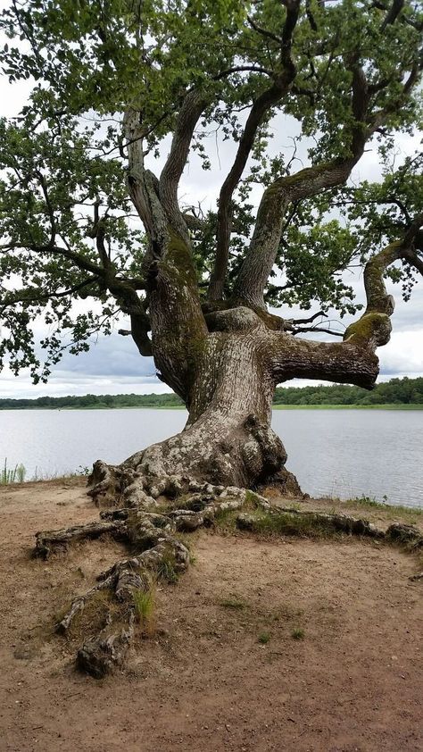 Art For Walls, Weird Trees, Majestic Tree, Walls Art, Beautiful Trees, Art Nouveau Art, Nouveau Art, Old Trees, Ancient Tree