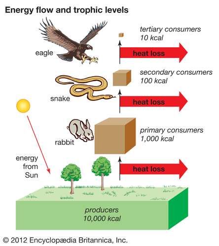 trophic level | Definition, Examples, & Facts | Britannica Energy Flow In Ecosystems, Igcse Biology, Trophic Level, Middle School Life, Energy Pyramid, Animal Life Cycles, Biology Resources, Biology Classroom, Nature Education