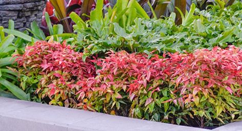 Which Nandina is Best For You? Australian Plants Online Nandina Domestica Obsessed, Blush Pink Nandina, Nandina Landscaping Front Yards, Flirt Nandina, Nandina Plant, Garden Border Plants, Plant Zones, Landscaping Inspiration, Australian Plants