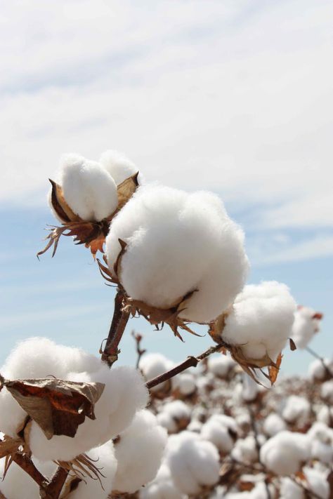 Cotton Artificial Plants Indoor, Cotton Boll, Cotton Fields, Artificial Plants Outdoor, Image Swag, Cotton Plant, Trendy Flowers, Artificial Grass, Artificial Plants