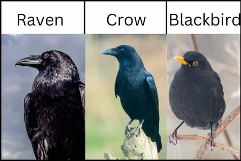 Ravens Vs Crows Vs Blackbirds | Earth Life Raven Vs Crow, Fish Life Cycle, Insect Life Cycle, American Crow, Bird Facts, Urban Habitat, Bird Identification, Bird Calls, Bird Migration