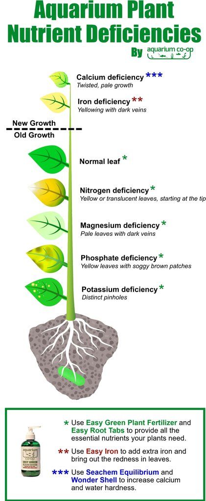 Plant Nutrition - Aquarium Co-Op Plant Nutrient Deficiency, Plant Deficiencies, Fish Tank Terrarium, Aquarium Maintenance, Aquascape Design, Fresh Water Fish Tank, Live Aquarium Plants, Live Aquarium, Fish Tank Plants