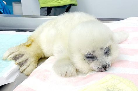 Harp Seal, Cute Seals, Seal Pup, Baby Seal, Silly Animals, Cute Little Animals, 귀여운 동물, Animals Friends, Spirit Animal