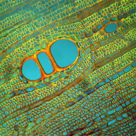 Microscopic Art, Punkty Spustowe, Microscopic Cells, Microscopic Photography, Micro Photography, Microscopic Images, Bio Art, Plant Cell, Things Under A Microscope