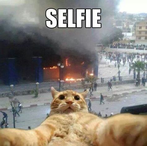 #selfie Humor Animal, Funny Ads, Cat Selfie, Funny Bunny, Wild Things, E Card, Crazy Cat, Happy Thoughts, Bones Funny