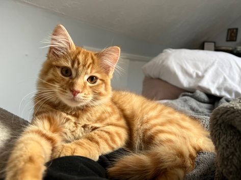 Cat Cute Aesthetic, Therapy Cat, Ginger Kitten, Orange Kittens, Cute Little Kittens, Ginger Cat, Orange Tabby Cats, Orange Cats, This Is My Story