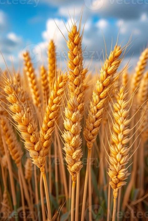 Wheat Images, Wheat Field Photos, Golden Wheat Field, Winter Landscape Painting, Golden Wheat, Grassy Field, Fields Of Gold, Wheat Field, Drawing Wallpaper