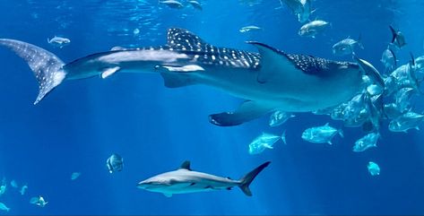 Whale Shark Banner, Cute Shark Wallpaper Ipad, Shark Twitter Banner, Marine Desktop Wallpaper, Shark Wallpaper Chromebook, Stingray Wallpaper Laptop, Whale Sharks Aesthetic Wallpaper, Marine Life Pfp, Sea Animal Background