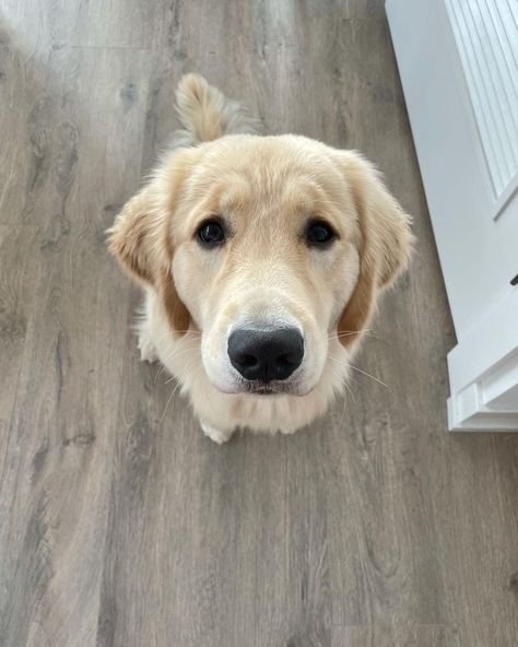 Blonde Golden Retriever, Golden Retrievers Puppies, Deserve To Be Loved, Really Cute Dogs, Older Dogs, Golden Retriever Puppy, Puppy Eyes, Retriever Puppy, To Be Loved