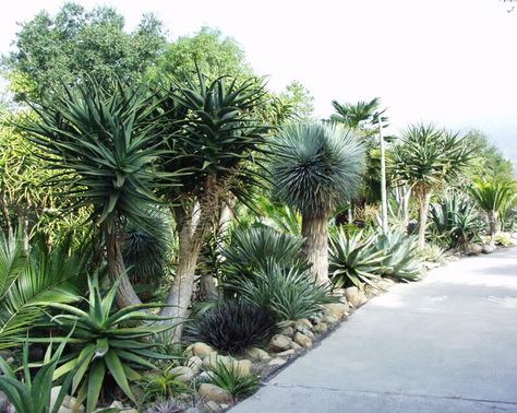 Aloe Hercules, Tropical Looking Plants, Succulent Garden Landscape, Succulent Landscape Design, Drought Tolerant Garden, Succulent Landscaping, Dry Garden, Coastal Gardens, Desert Garden