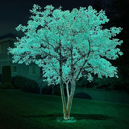 DayGlo Trees for Sale– FastGrowingTrees.com Trees House, Dark Trees, Growing Trees, Glowing In The Dark, Privacy Trees, Plant Home, Dark Tree, Glow Mask, Sustainable City