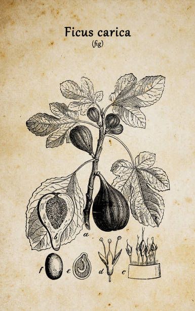 Botany plants antique engraving illustration: Ficus carica (fig) Medieval Plants Illustration, Ficus Tattoos, Fig Branch Tattoo, Figs Illustration, Fig Leaf Tattoo, Tattoo Oreille, Fig Tree Tattoo, Fig Illustration, Fig Tattoo