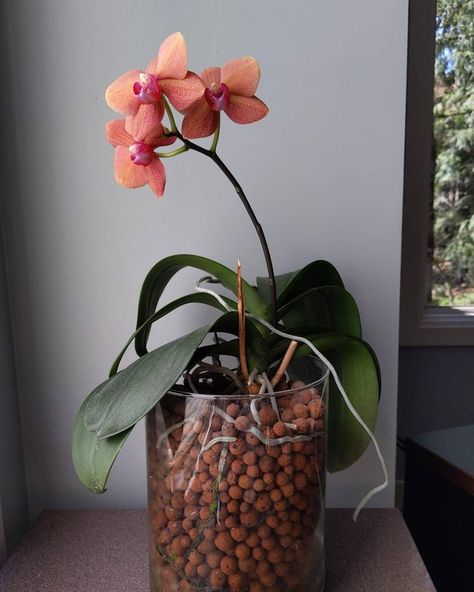 Growing Orchids in Leca - Love for Gardens Garden Preparation, Orchids In Water, Orchid Show, Growing Orchids, New Roots, Root System, Orchid Care, Body Modifications, Gardening For Beginners