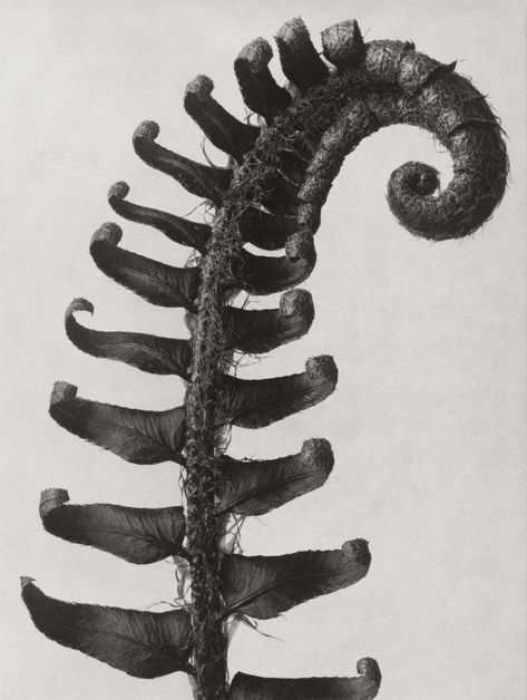 Karl Blossfeldt. Polystichum Munitum, Karl Blossfeldt, Natural Form Art, Antique Botanical Print, Fern Leaves, Art Appliqué, Max Ernst, Seed Pods, Leaf Art