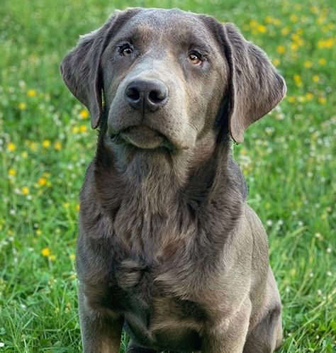 100 Unique Silver Labrador Dog Names | PetPress Silver Labs Dogs, Silver Labs Puppies, Cap Hatfield, Silver Labrador Puppies, Grey Labrador, Dog Drawing Reference, Charcoal Labrador, Silver Lab Puppies, Silver Labrador Retriever