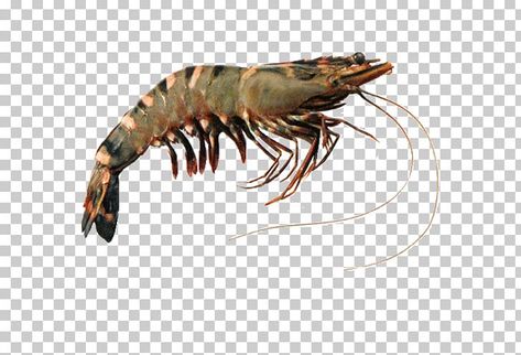 Tiger Prawn, Giant Shrimp, Shrimp Farming, Spiny Lobster, Prawn Shrimp, Army Wallpaper, Fish Drawings, Crustaceans, Arthropods