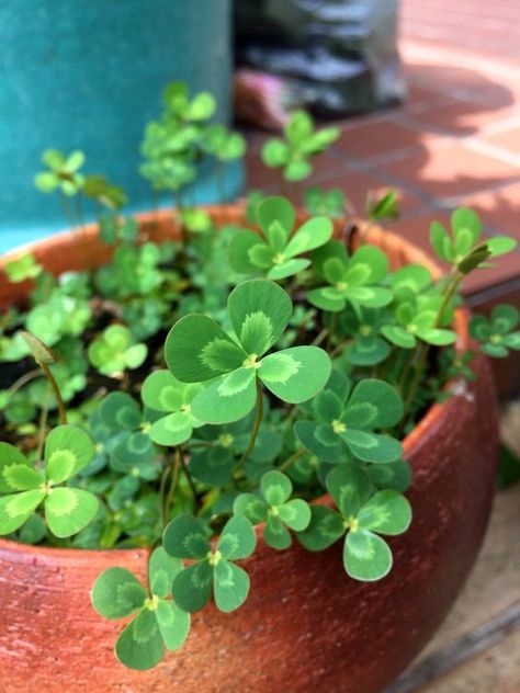 4 Leaves, Foliage Plants, Leaf Clover, Plant Life, Clover Leaf, Nature Wallpaper, Flower Wallpaper, Amazing Nature, Plant Care