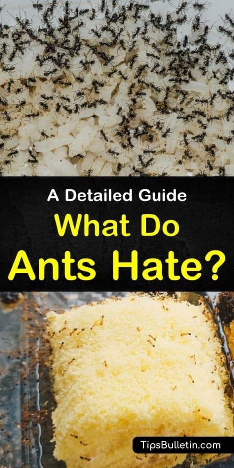 Ant Killer Recipe, Sugar Ants, Ant Spray, Ant Repellent, Bug Spray Recipe, Ant Problem, Ants In House, Ant Infestation, Ant Control