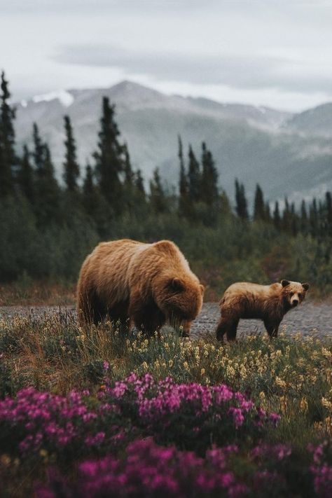 Animal Photography Wallpaper, Taiga Aesthetic Nature, Bear In Flower Field, Animals In Nature Photography, Woodland Animal Photography, Aesthetic Animal Photos, Wildlife Photography Aesthetic, Montana Aesthetic Wallpaper, Wildlife Photographer Aesthetic