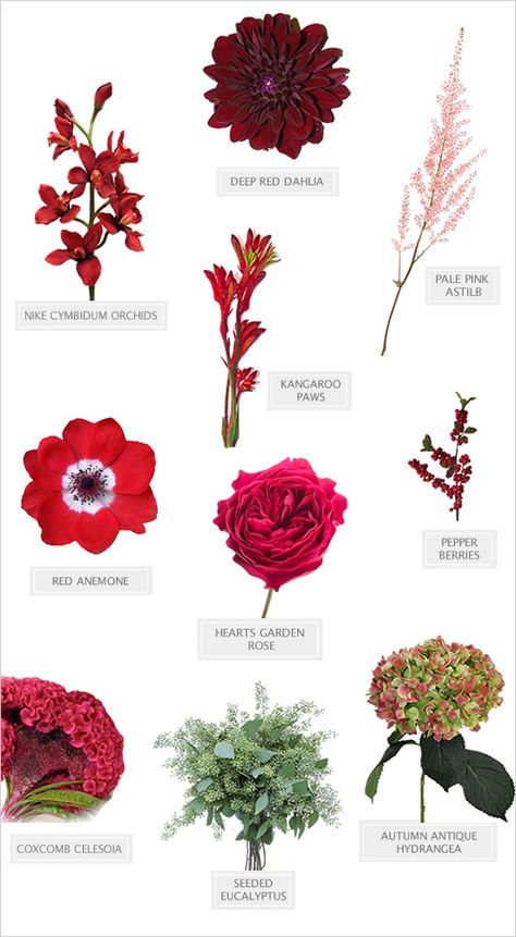 fall wedding bouquet diy recipe #bouquet #diybouquet #weddingchicks http://www.weddingchicks.com/2014/03/06/red-wedding-bouquet/ Flower Descriptions, Flowers And Their Names, Bouquet Recipe, Fall Wedding Bouquet, Floristry Design, Flower Chart, Single Flowers, Flower Identification, Red Bouquet Wedding