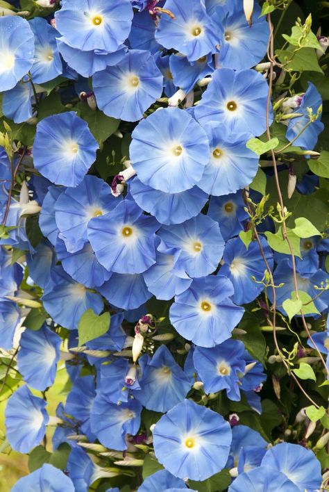 Blue Flowers Garden, Flower Dictionary, Blue Morning Glory, Morning Glory Flowers, Garden Vines, Morning Glories, Flower Meanings, Victorian Flowers, Flower Therapy