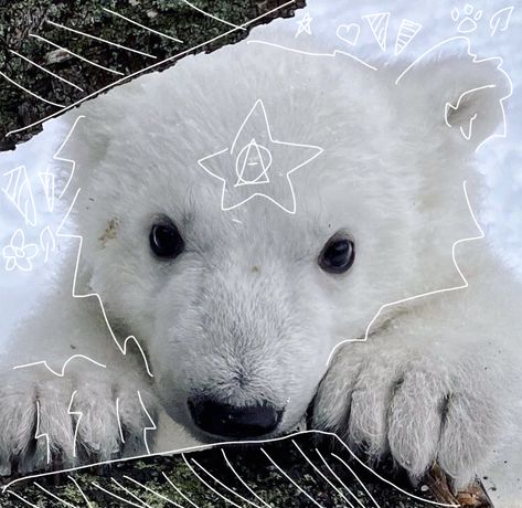 #therian #therianthropy #pfp #polarbear Bear Therian, Polar Bear Wallpaper, Therian Pfp, Polar Animals, Sea Ice, Animal Icon, Arctic Animals, Perfect Eyes, Bear Wallpaper